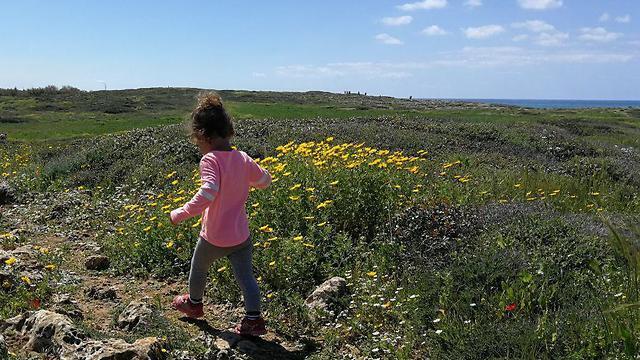 Пешеходный маршрут. Фото: Асаф Розен (צילום: אסף רוזן) Пешеходный маршрут. Фото: Асаф Розен