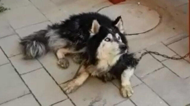 Айс. Фото: пресс-служба полиции (צילום: דוברות משטרה) Айс. Фото: пресс-служба полиции