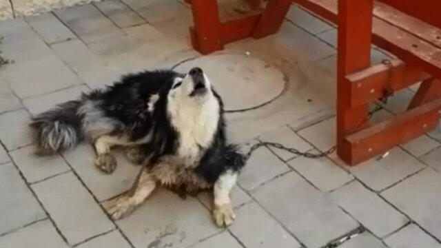 Певчий хаски (צילום: דוברות משטרה) Певчий хаски