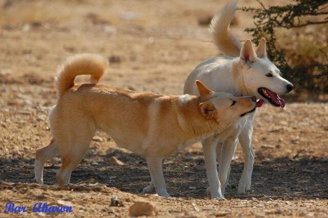 Ханаанская собакаnullnull Ханаанская собака