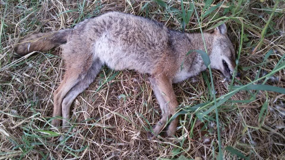 Мертвый шакал в парке Яркон. Фото: Ирит Дроб (Фото: Ирит Дроб) Мертвый шакал в парке Яркон. Фото: Ирит Дроб