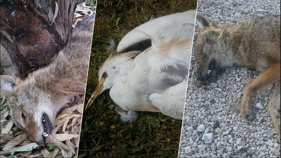 Трупы животных в парке Ха-Яркон. Фото: Ирит Дроб (Фото: Ирит Дроб) Трупы животных в парке Ха-Яркон. Фото: Ирит Дроб