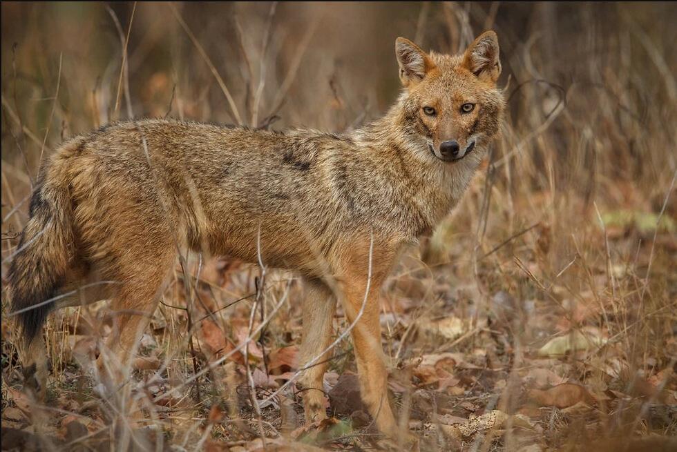 Шакал. Фото: shutterstock (Фото: shutterstock) Шакал. Фото: shutterstock