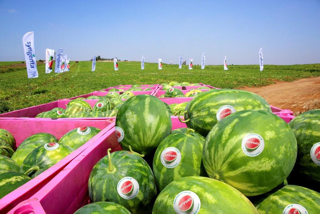 Фото: Зраим-Гадера