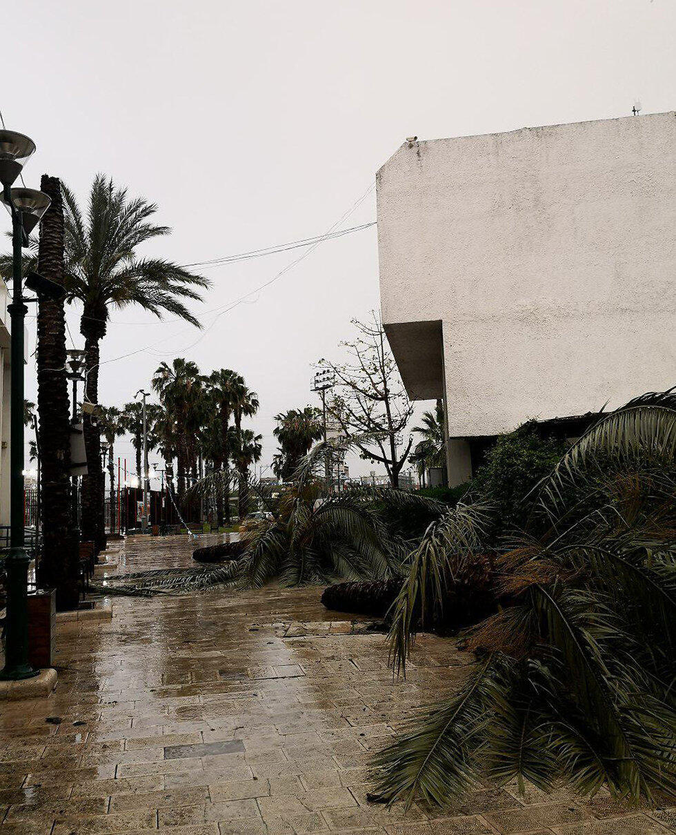 Collapsed trees in Tel Aviv