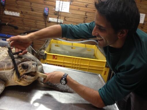 Фото: Янив Леви, Центр спасения морских черепах