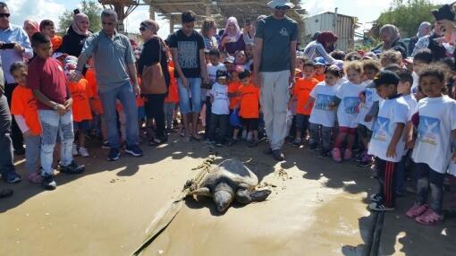 Фото: Янив Леви, Центр спасения морских черепах