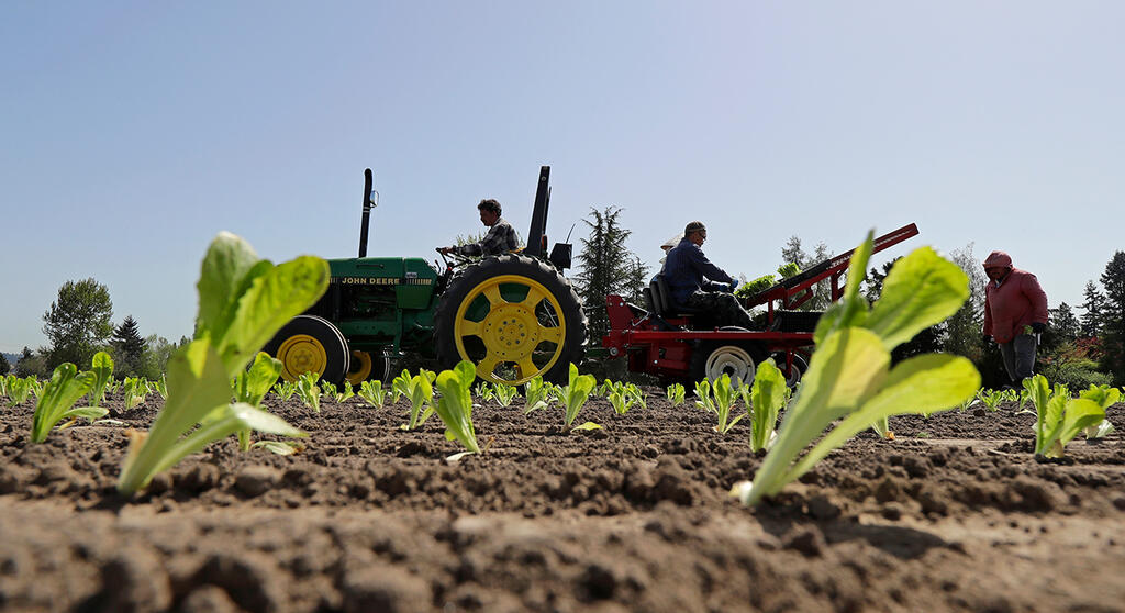 Lettuce farm, Washington (Photo: AP) חסה רומית