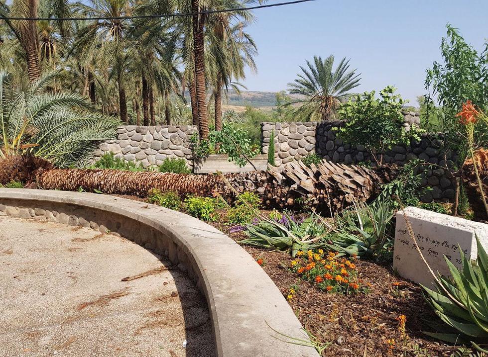 После бури. Упавшая пальма поэтессы Рахель. (גדי מאירי) После бури. Упавшая пальма поэтессы Рахель.