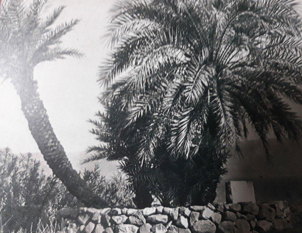 Фото из архива Кинерета (צילום: ארכיון כינרת) Фото из архива Кинерета