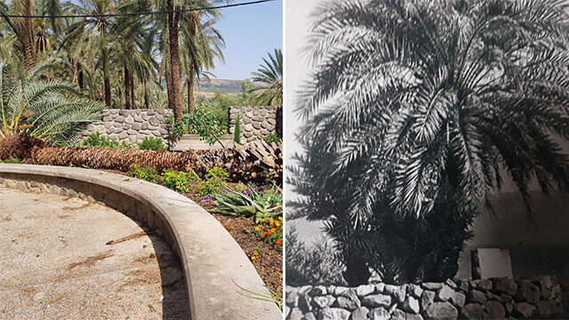 Пальма поэтессы Рахель. Фото справа сделано в 30-х годахnullnull Пальма поэтессы Рахель. Фото справа сделано в 30-х годах