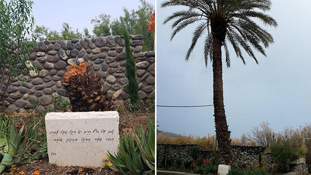 Пальма поэтессы Рахель. Фото справа сделано год назадnullnull Пальма поэтессы Рахель. Фото справа сделано год назад