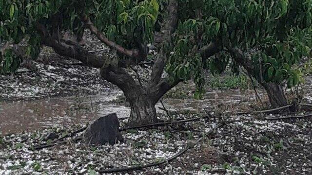 Град. Фото: Рам Клапела (צילום: ראם כלפלה) Град. Фото: Рам Клапела