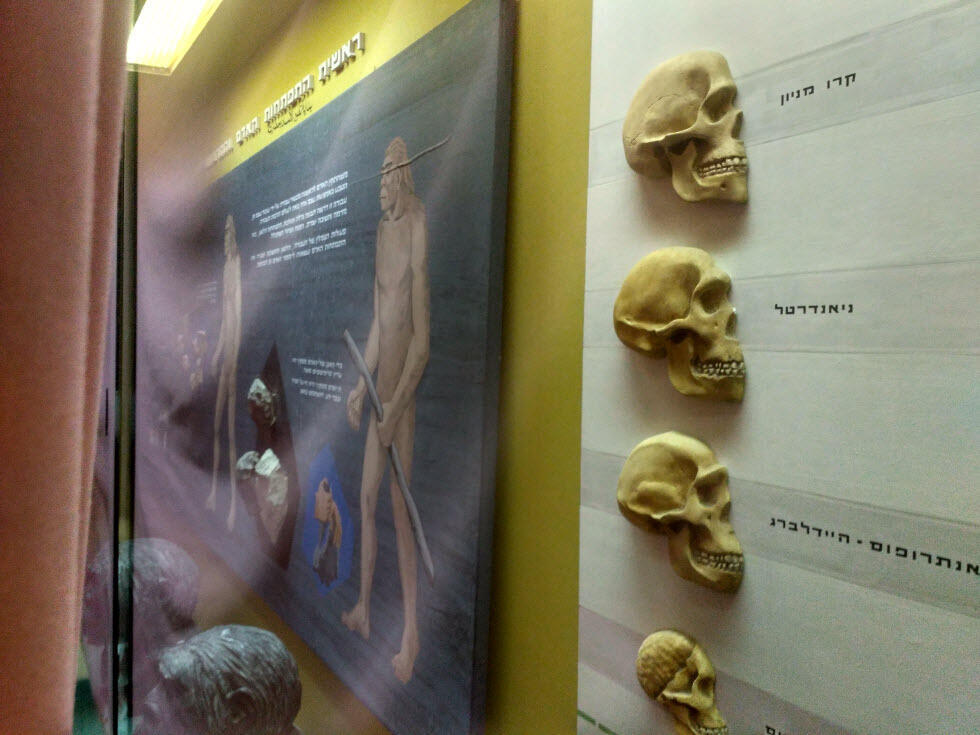Иерусалимский музей природы. Фото: Михаэль Бахнер (צילום: מיכאל בכנר) Иерусалимский музей природы. Фото: Михаэль Бахнер