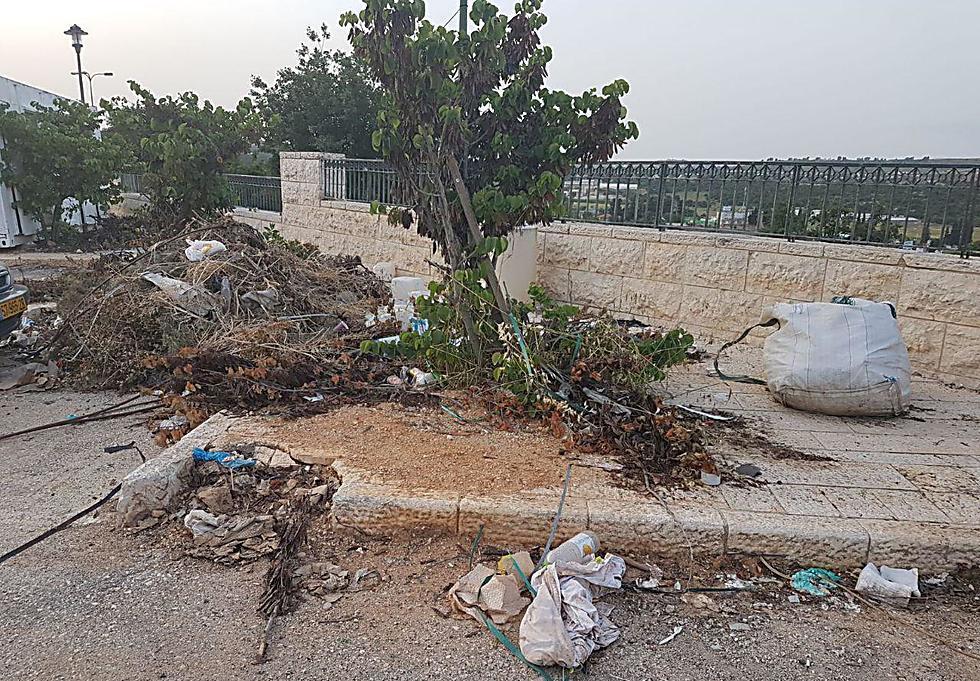 Abundant piles of tree trimmings 