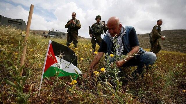 Palestinians plant 15 million olive trees (file photo)