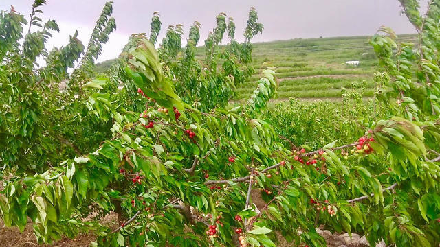Сбор черешни в Брихат-Раме