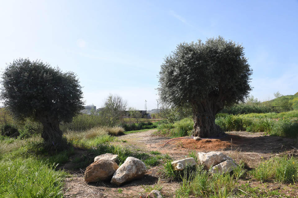 Фото: Яир Саги