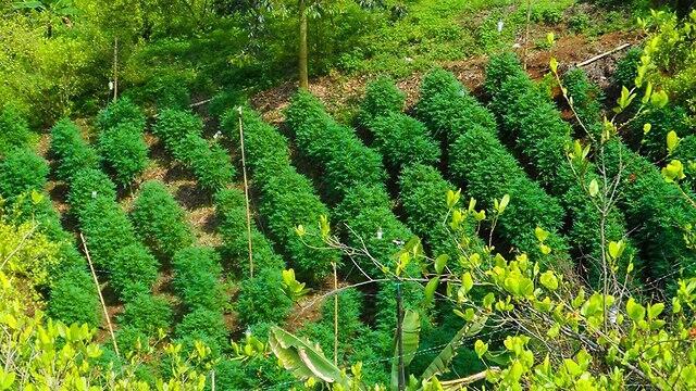 Cannabis farm in Colombia