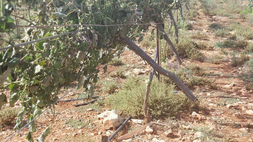 Фото: TPS (צילום: TPS) Фото: TPS