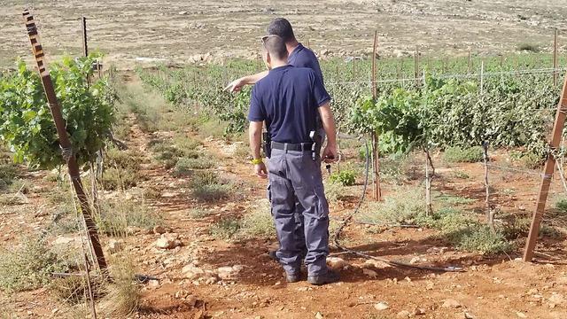 Фото: TPS (צילום: TPS) Фото: TPS