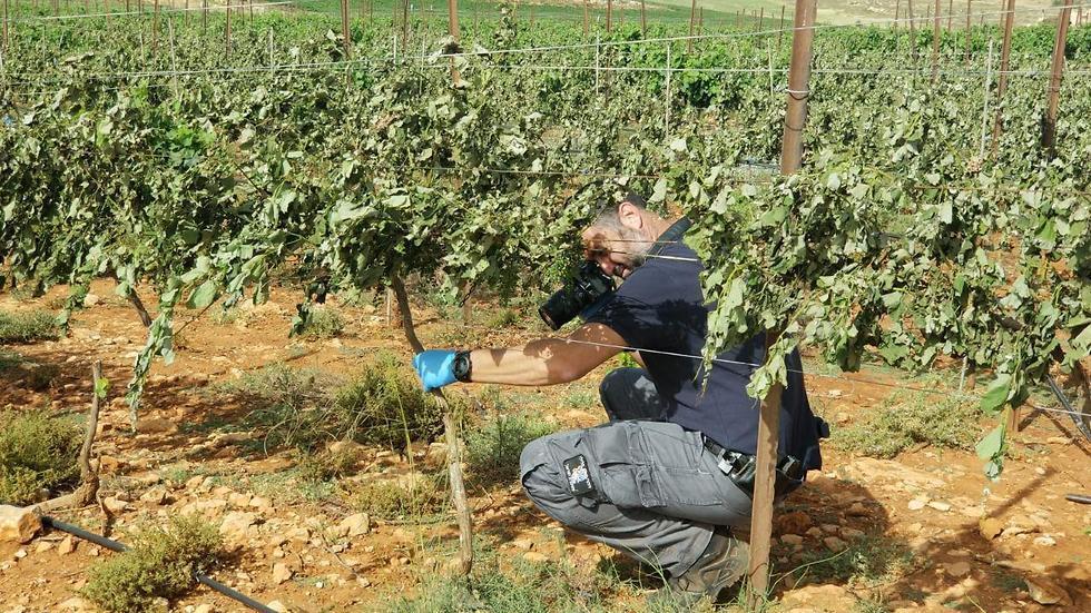 Фото: TPS (צילום: TPS) Фото: TPS