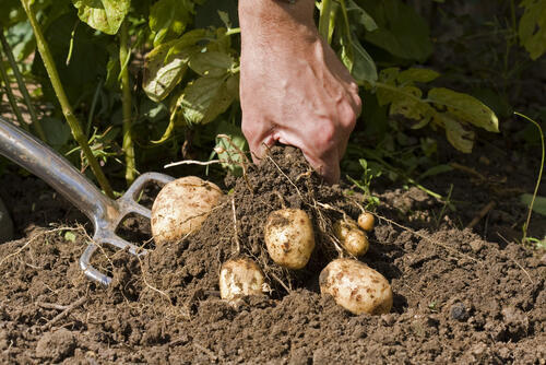 Фото: shutterstock