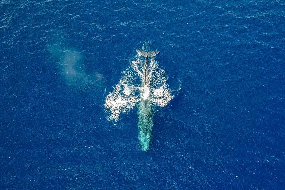 The blue whale was the first ever sighted in Eilat's gulf