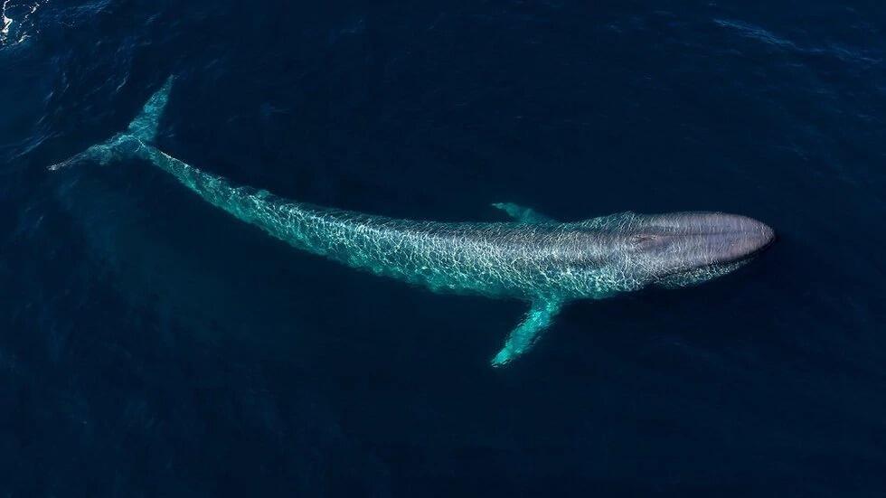 A blue whale previously sighted in the US