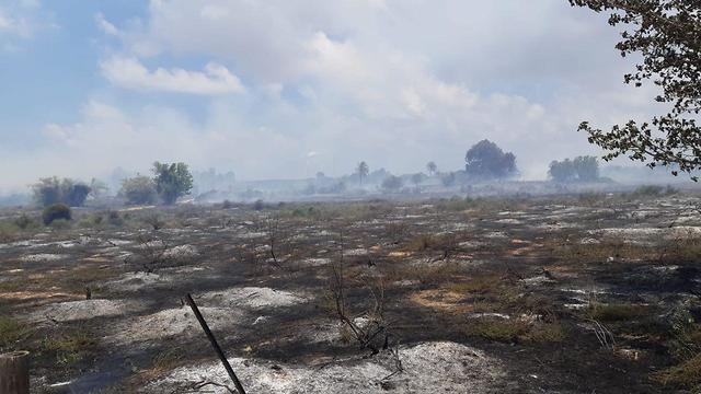 Damage from fire at Karmia Nature Reserve (צילום: תומר עופרי, רשות הטבע והגנים) Damage from fire at Karmia Nature Reserve