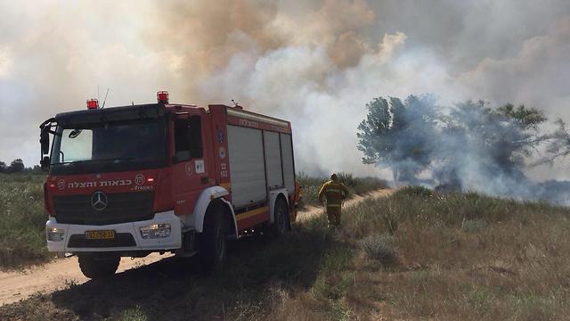 Фото: Томер Афори, Управление природных парков и заповедников