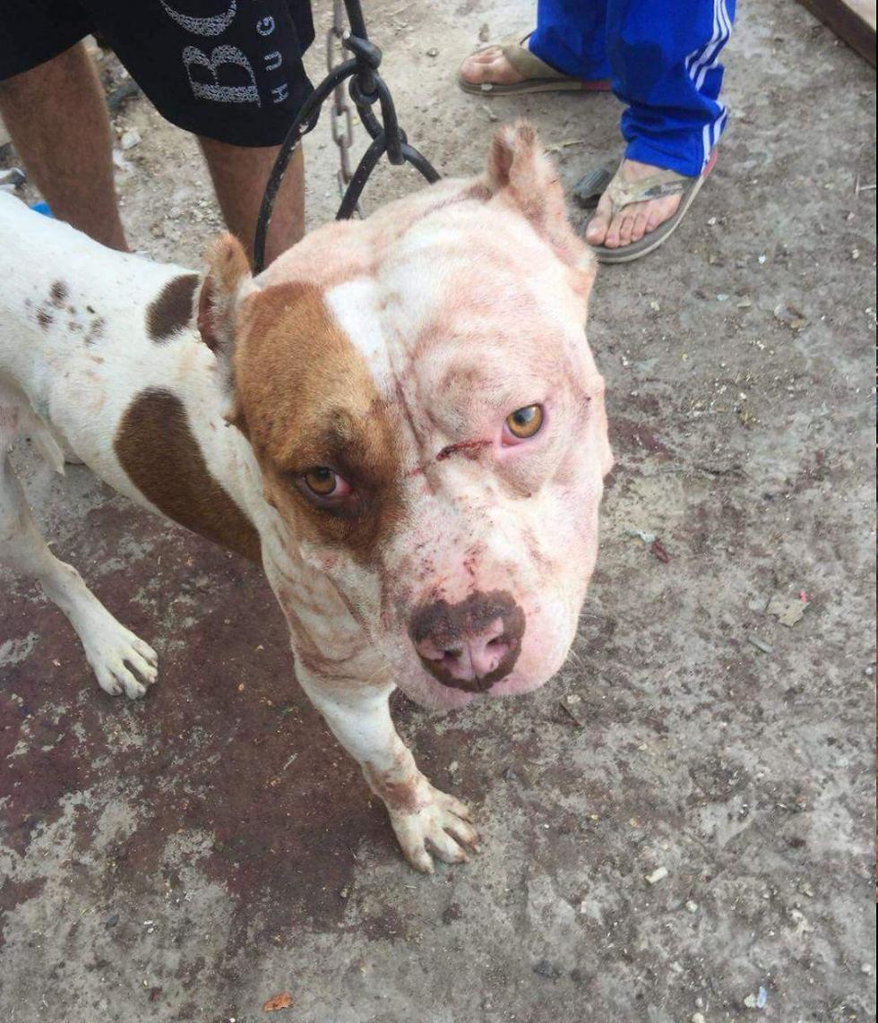 Собака, напавшая на ребенкаnullnull Собака, напавшая на ребенка