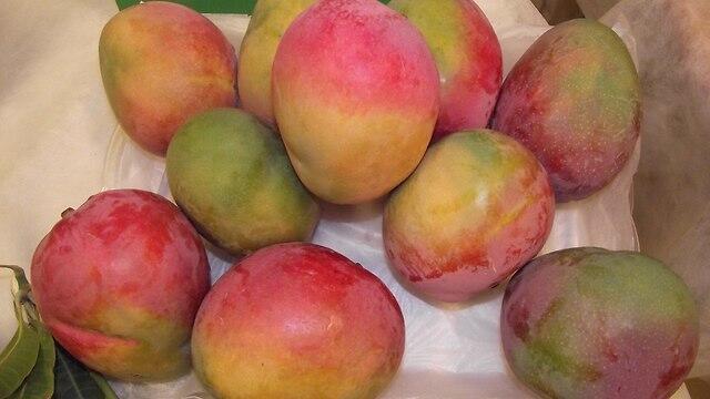 Фото: Юваль Коэн (צילום: יובל כהן) Фото: Юваль Коэн