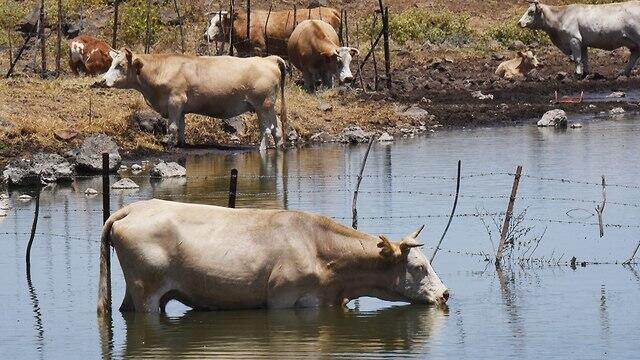 Водоем в районе Мером-Голан. Фото: Авигу Шапира (צילום: אביהו שפירא) Водоем в районе Мером-Голан. Фото: Авигу Шапира