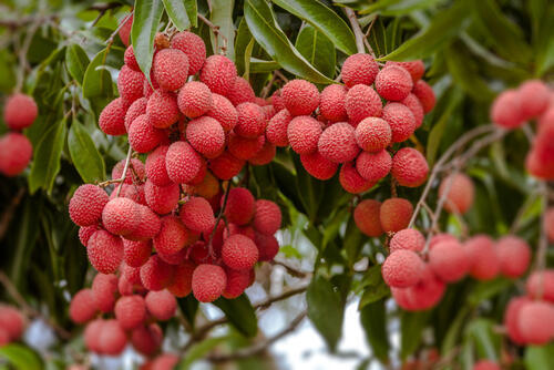 Фото: shutterstock