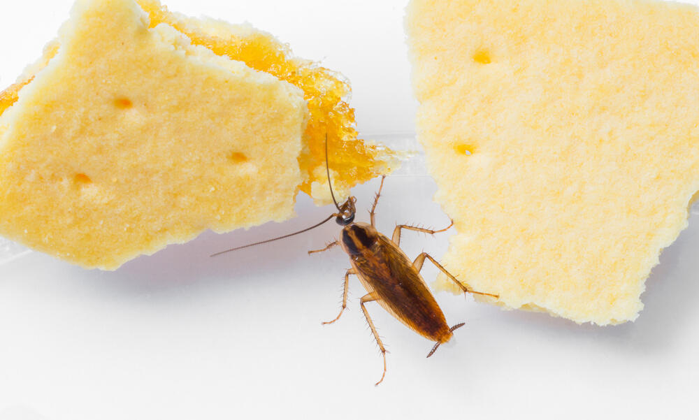 Так выглядит прусак. Фото: shutterstock