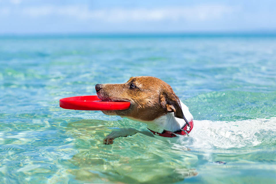 Фото: Shutterstock