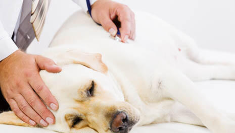 Фото: Shutterstock.com (Фото: Shutterstock) Фото: Shutterstock.com