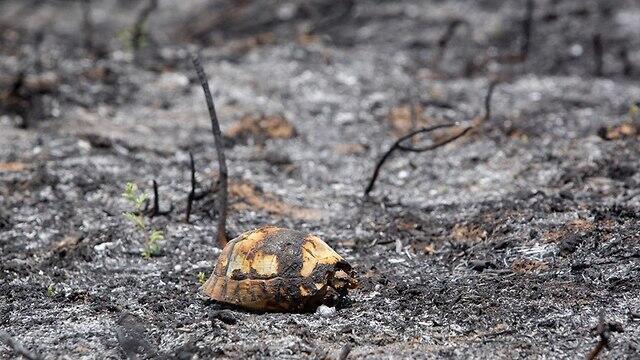 Фото: Ади Исраэль (צילום: אדי ישראל) Фото: Ади Исраэль