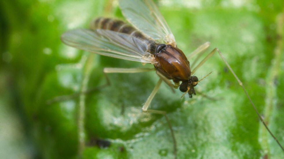 Песчаная муха. Фото: shutterstock