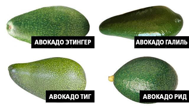 Сорта авокадо