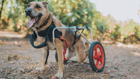 Фото: Ротем Дозетас