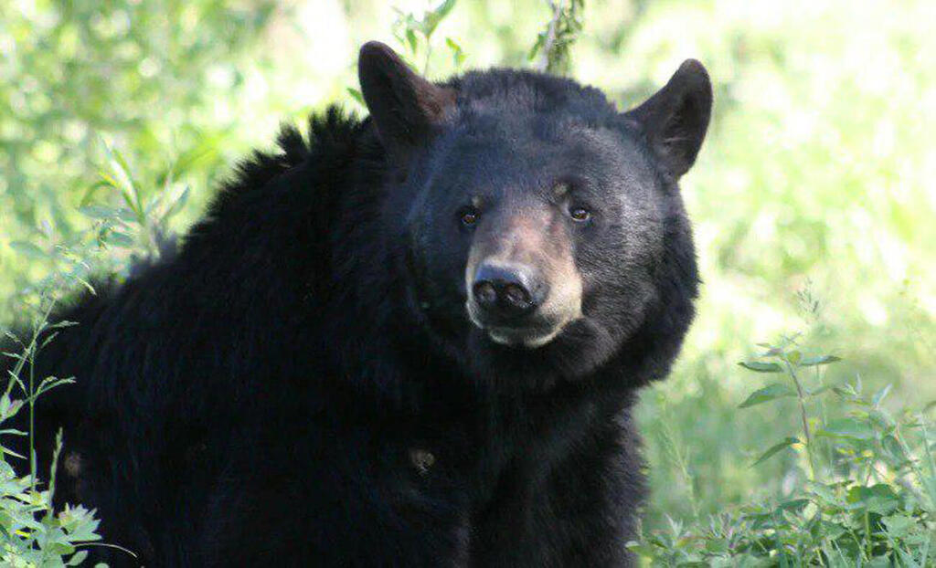 דב שחור קנדה משפחה ישראלית  שחף פוגלר סכנה שמורת טבע