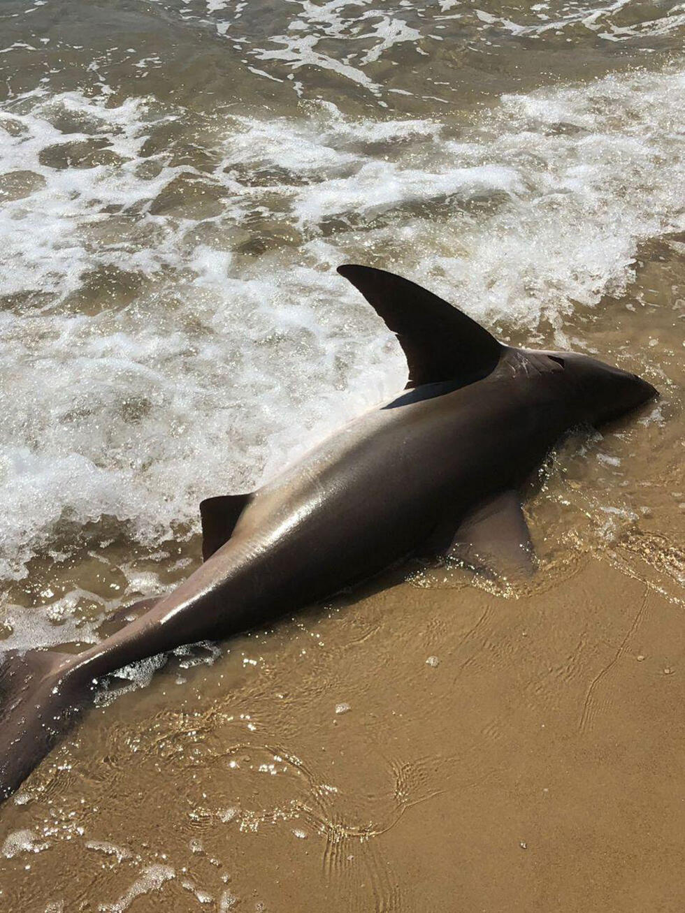 Акула на берегу пляжа в Нетании. Фото: Янив Пардо (צילום: יניב פרדו) Акула на берегу пляжа в Нетании. Фото: Янив Пардо
