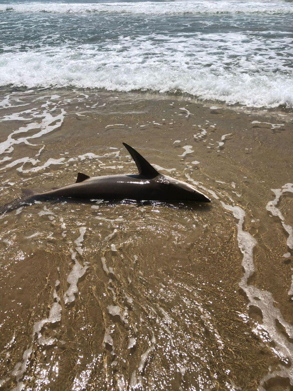 Акула на берегу пляжа в Нетании. Фото: Янив Пардо (צילום: יניב פרדו) Акула на берегу пляжа в Нетании. Фото: Янив Пардо
