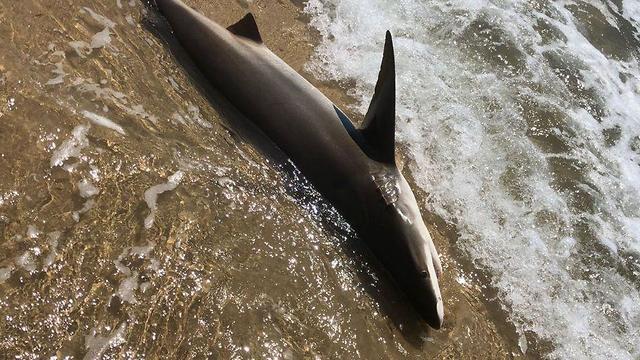 Акула на берегу пляжа в Нетании. Фото: Янив Пардо (צילום: יניב פרדו) Акула на берегу пляжа в Нетании. Фото: Янив Пардо