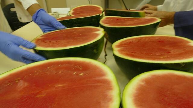 Внешне арбуз выглядит прекрасно... Фото: институт "Волкани" (צילום: מכון וולקני) Внешне арбуз выглядит прекрасно... Фото: институт "Волкани"