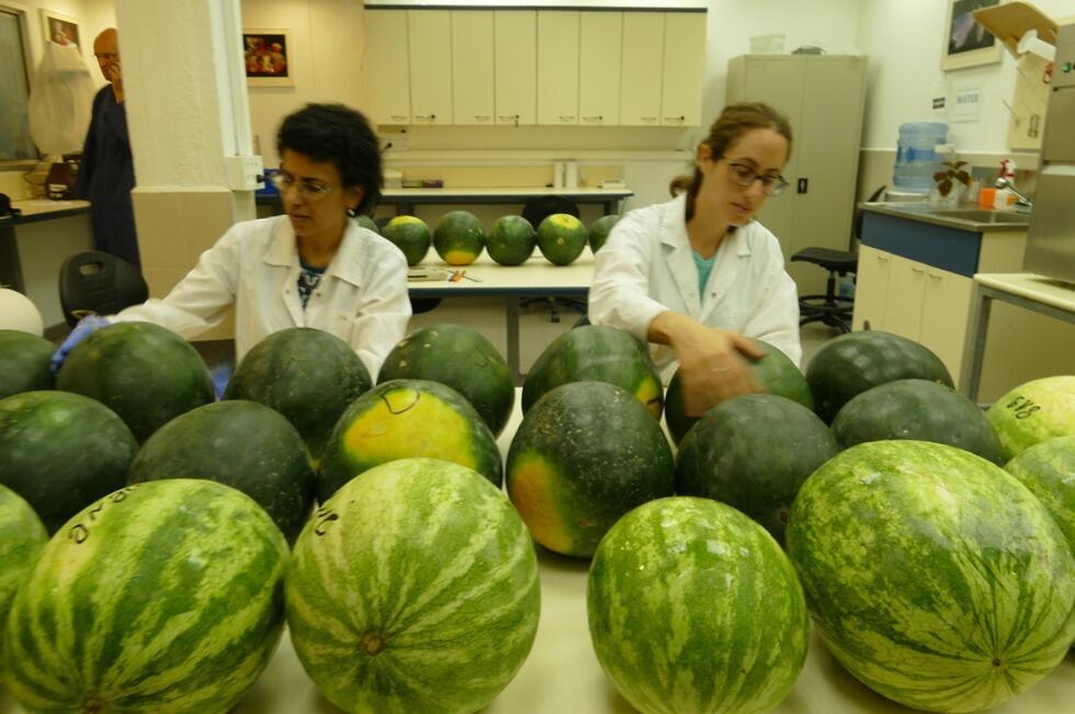Фото: институт "Волкани" (צילום: מכון וולקני) Фото: институт "Волкани"