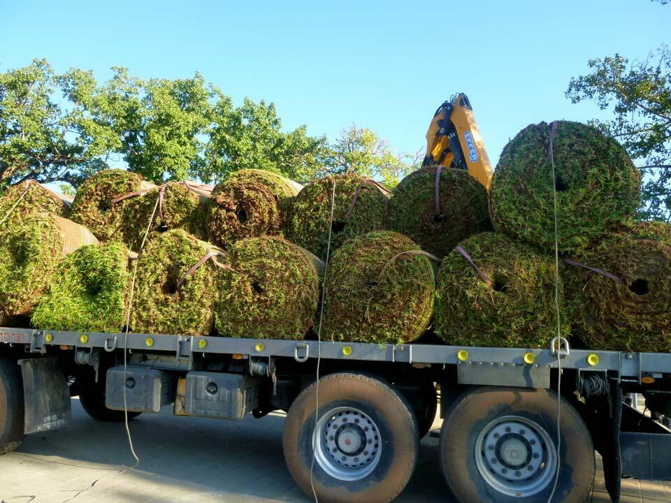 Рулоны газона поставляют из кибуца Гааш во все уголки страны. Фото: Леон Левитас