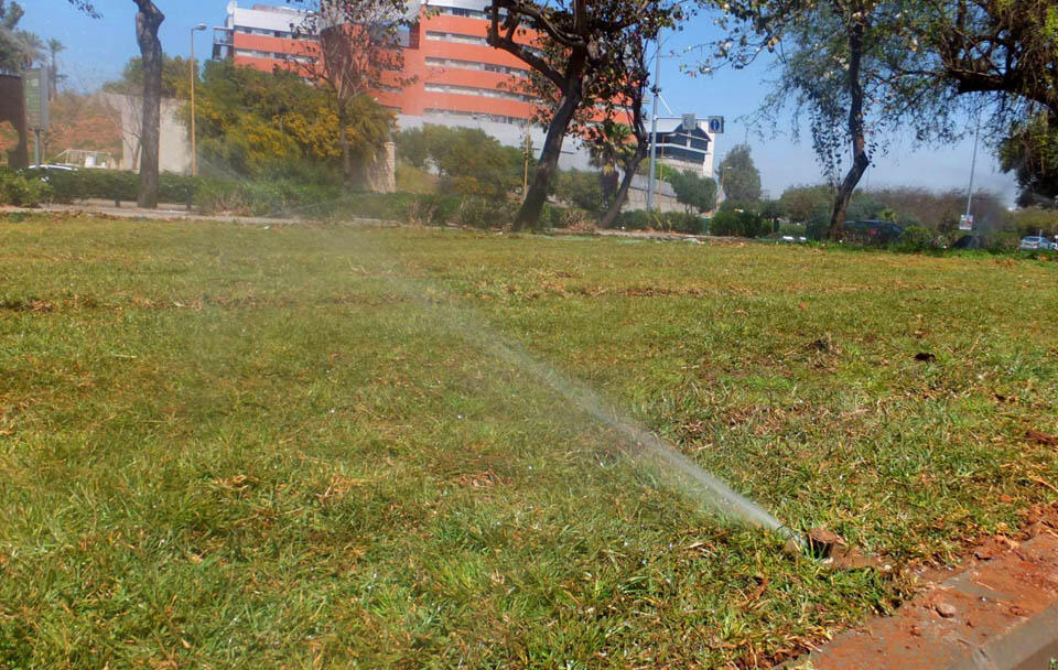 Зеленая трава радует глаз. Фото: Леон Левитас